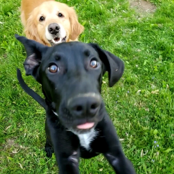 Meet your Posher, Shae - Picture 2 of 3